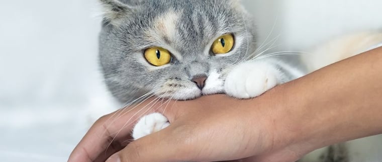 morsure de chat